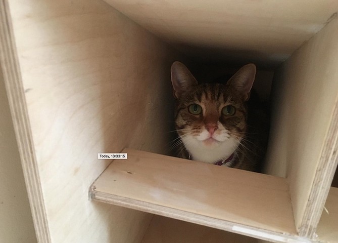 Boxes (of all forms) tempt my cat